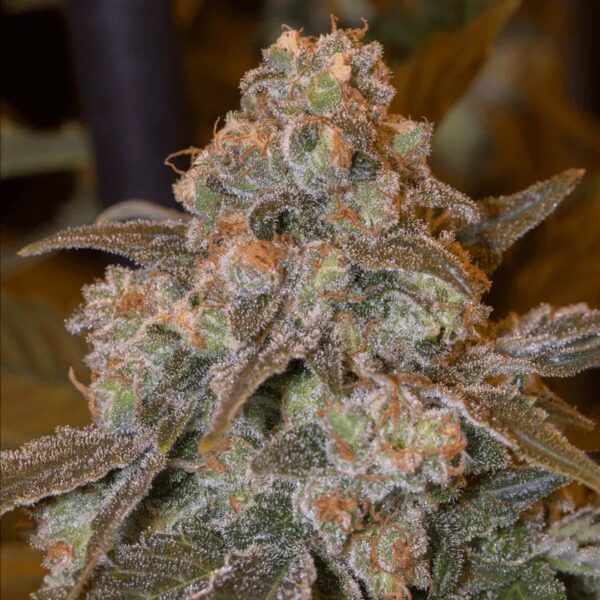 Gorilla Frost 3