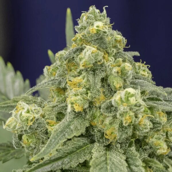 White Widow 3
